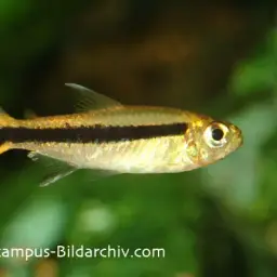 Blackline Penguinfish, photo 2