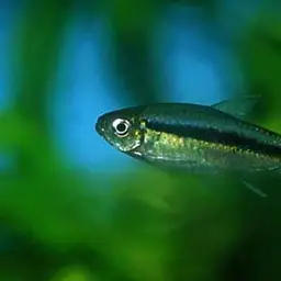 Blackline Penguinfish, photo 3