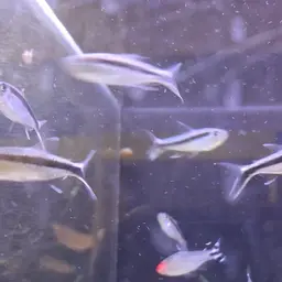 Blackline Penguinfish, photo 12