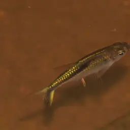 Half-striped Penguin Tetra, photo 1