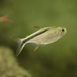 Half-striped Penguin Tetra, photo 2