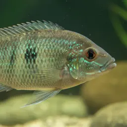 Wessel's Cichlid