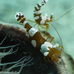 Sexy Shrimp