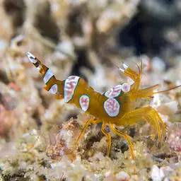 Sexy Shrimp, photo 3