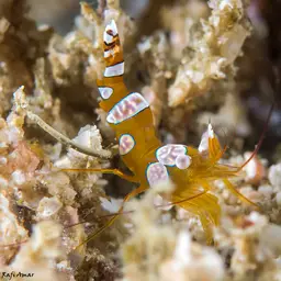 Sexy Shrimp, photo 4
