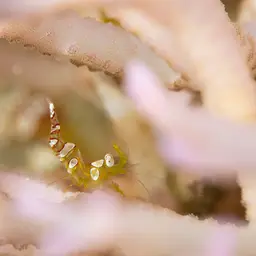 Sexy Shrimp, photo 5