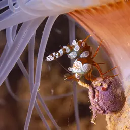 Sexy Shrimp, photo 6