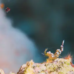 Sexy Shrimp, photo 7