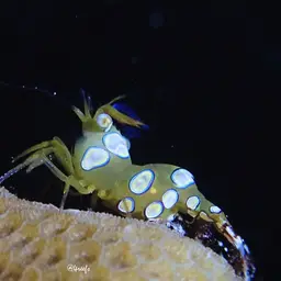 Sexy Shrimp, photo 8