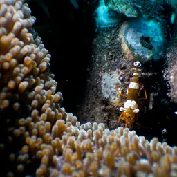 Sexy Shrimp, photo 11