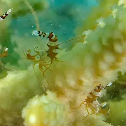 Sexy Shrimp, photo 9