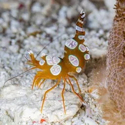 Sexy Shrimp, photo 10