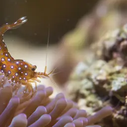 Sexy Shrimp, photo 12