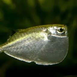 Platinum hatchetfish, photo 2