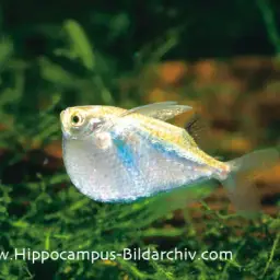 Platinum hatchetfish, photo 3