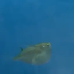 Platinum hatchetfish, photo 4