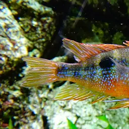 Golden Cichlid, photo 1