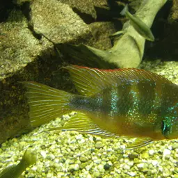 Golden Cichlid, photo 2