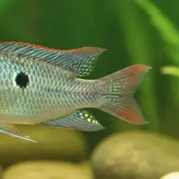 San Domingo Cichlid