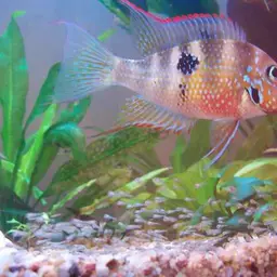 Spotcheek Cichlid, photo 1