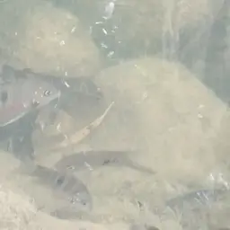 Spotcheek Cichlid, photo 2