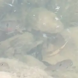 Spotcheek Cichlid, photo 3