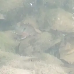 Spotcheek Cichlid, photo 4