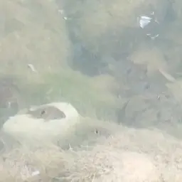 Spotcheek Cichlid, photo 5