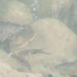 Spotcheek Cichlid, photo 6