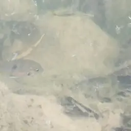 Spotcheek Cichlid, photo 7
