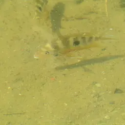 Spotcheek Cichlid, photo 9