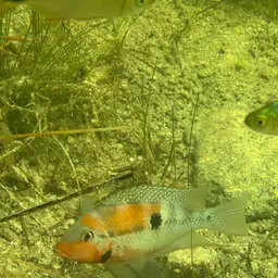 Firemouth Cichlid