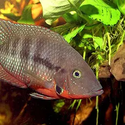 Firemouth Cichlid, photo 2