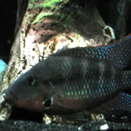 Firemouth Cichlid, photo 3