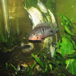 Firemouth Cichlid, photo 4