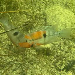 Firemouth Cichlid, photo 5