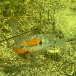Firemouth Cichlid, photo 6