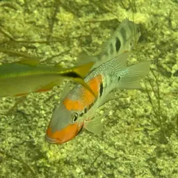 Firemouth Cichlid, photo 7