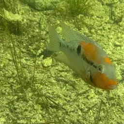 Firemouth Cichlid, photo 8