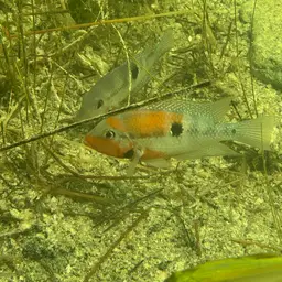 Firemouth Cichlid, photo 9