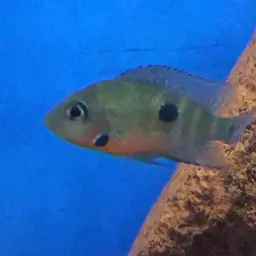 Firemouth Cichlid, photo 10