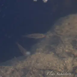 Firemouth Cichlid, photo 11