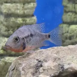 Firemouth Cichlid, photo 12