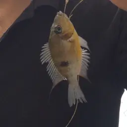 Blackgullet Cichlid, photo 2