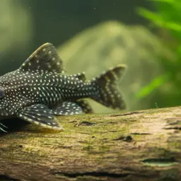 Three-ray Bristlenose Pleco, photo 5