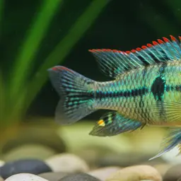 Three-striped Dwarf Cichlid, photo 11