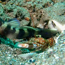 tiger pistol shrimp, photo 1