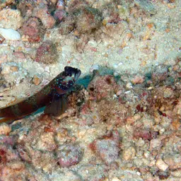 tiger pistol shrimp, photo 2