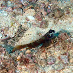 tiger pistol shrimp, photo 3