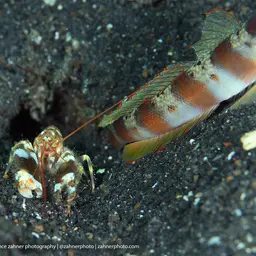 tiger pistol shrimp, photo 4